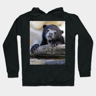 Confession Bear Hoodie